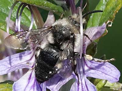 Mourning Bee