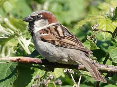 male House Sparrow