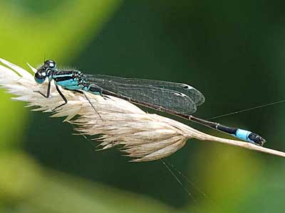Blue-tailed Damselfly
