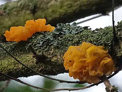 Yellow Brain-fungus