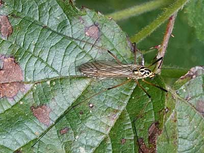 Spotted Cranefly